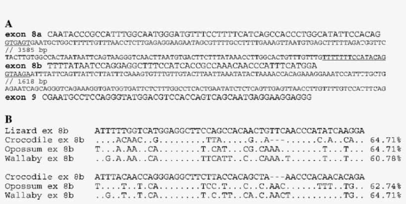 Identification Of Exon 8b Within The Large Intron 8 - Exon, transparent png download