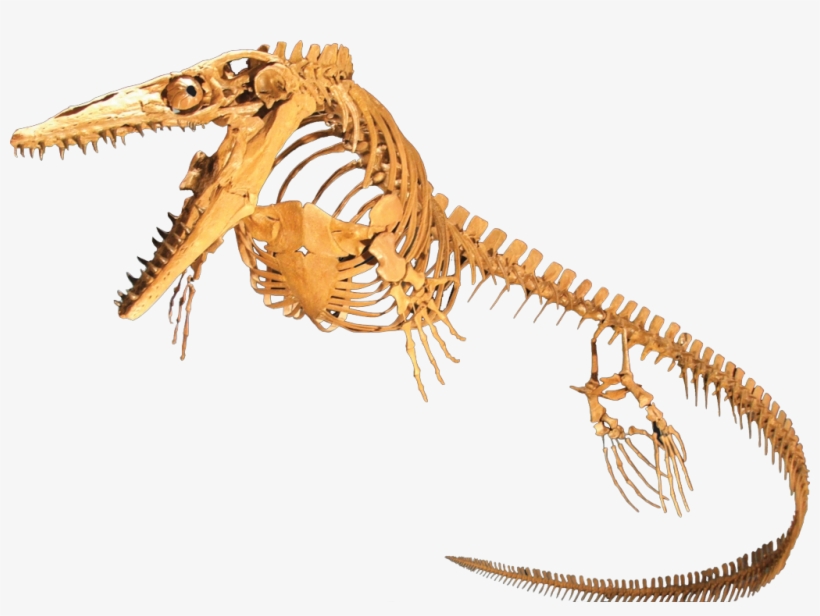 Ancient Reptiles Were Warm-blooded Beasts, Study Finds - Mosasaur Skeleton, transparent png download