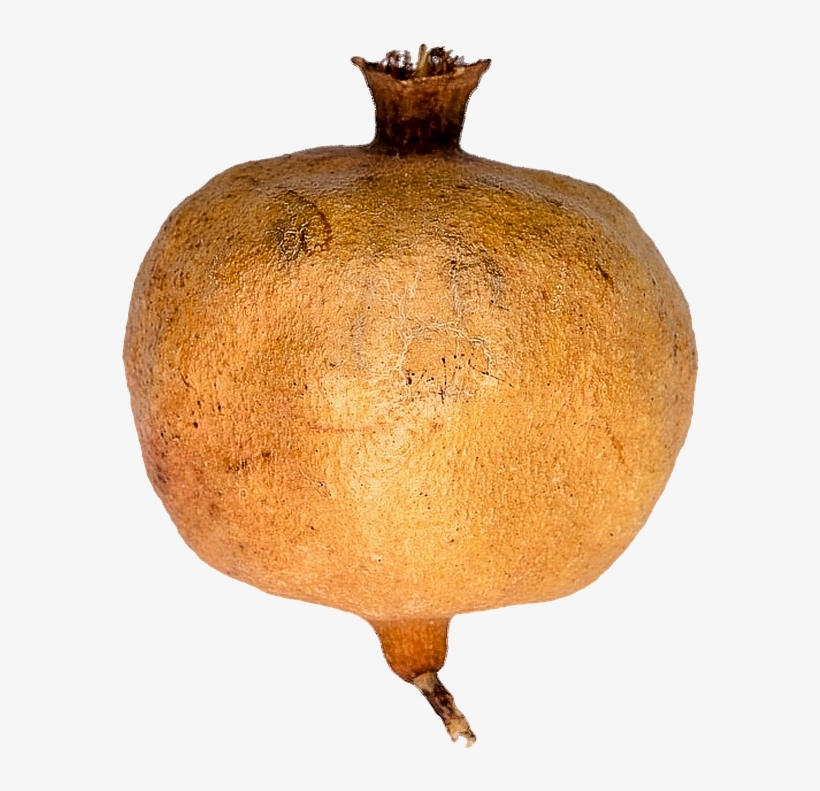 Isolated, Pomegranate, Fruit, Fruit Tree, Citrus Fruits - Pomegranate, transparent png download