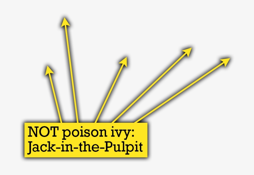 The Big Plant Is A Lovely Jack In The Pulpit, With - Quiz, transparent png download