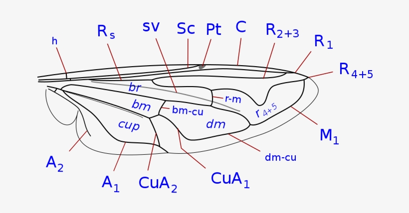 Syrphidae Wing Veins - Syrphidae Wing, transparent png download