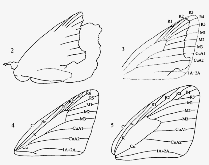 2 Protocoeliades Kristenseni, Outline Of Fossil, With - Hesperiidae Vein, transparent png download