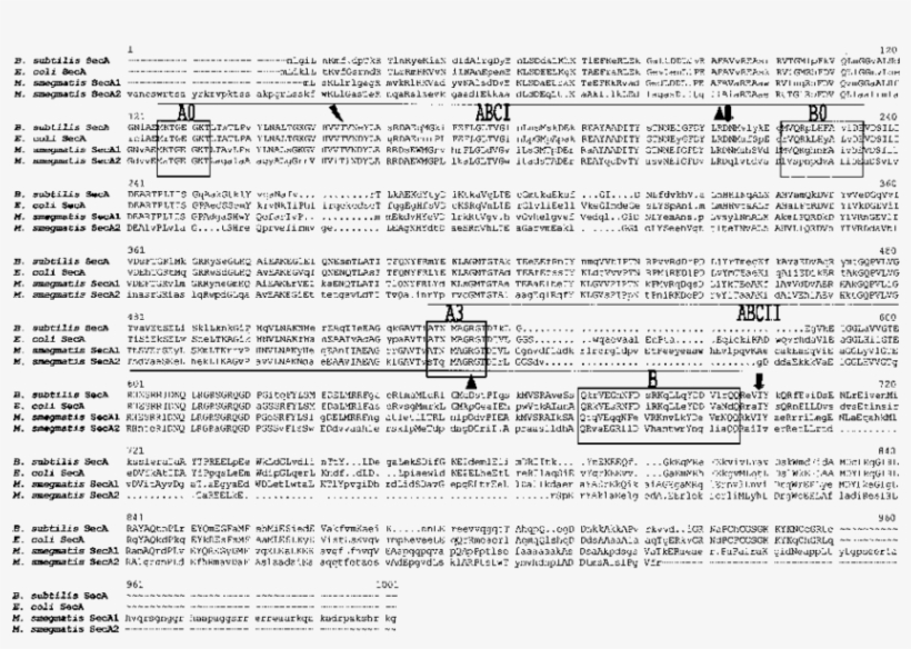 Abci And Abcii (low Affinity Atp Binding Site) Are - Document, transparent png download
