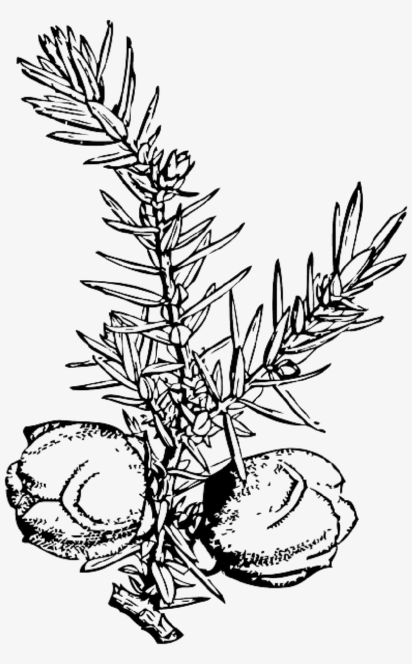 Mb Image/png - Juniper Berries Clip Art, transparent png download
