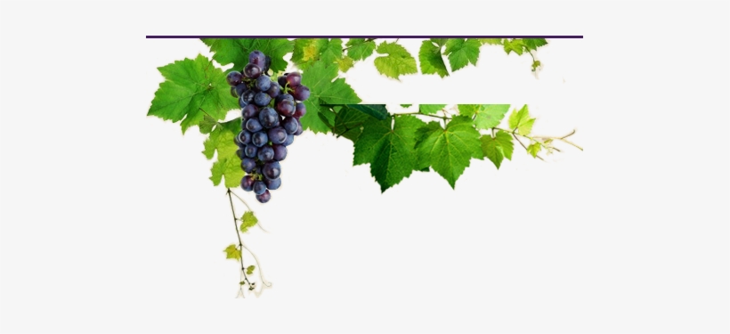 Uco De Uva Melina - Seedless Fruit, transparent png download