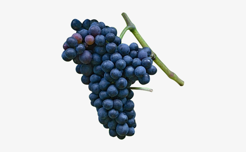 Malbec - General Hydroponics - Floranectar Grape Expectations, transparent png download