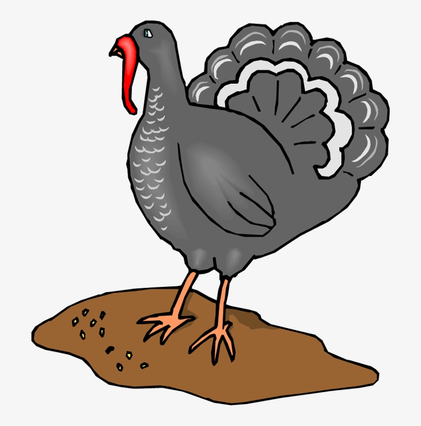 Clip Library Library Baby Turkey Clipart - Fowls Animals Clipart Turkey, transparent png download