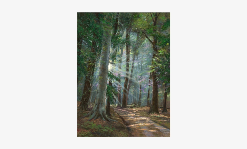 A Road Less Traveled - Spruce-fir Forest, transparent png download