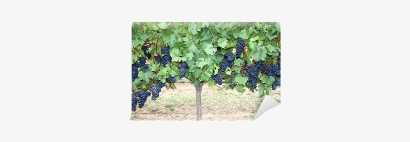 Blueberry, transparent png download