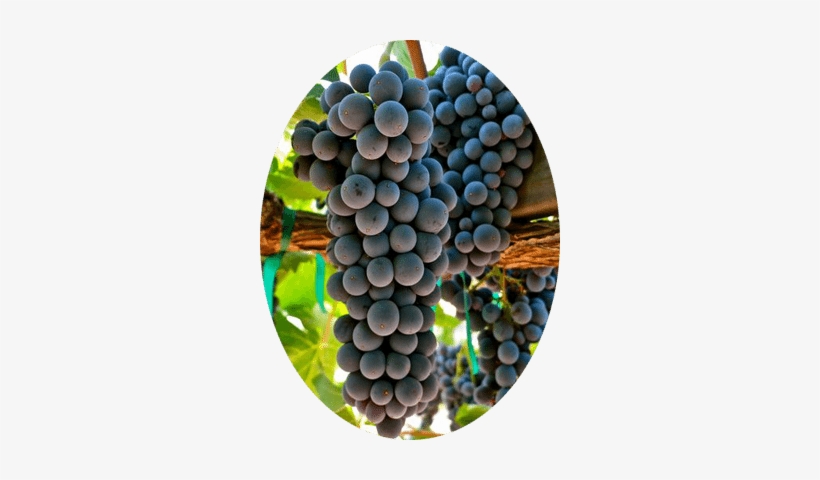 Uva Tinta Sangiovese - Grape, transparent png download