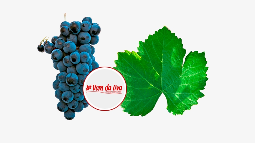 A Uva Também É Conhecida Como Garnacha Tintorera, Nome - Grape, transparent png download