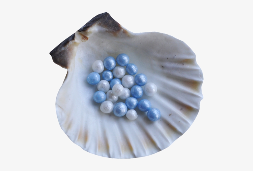 Yewberryboy - Seashell, transparent png download