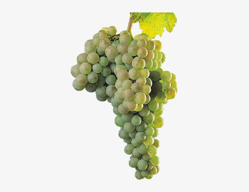 Uvas Blancas - Palomino, transparent png download