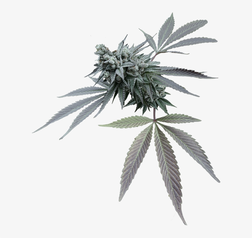 Leave A Reply Cancel Reply - Houseplant, transparent png download