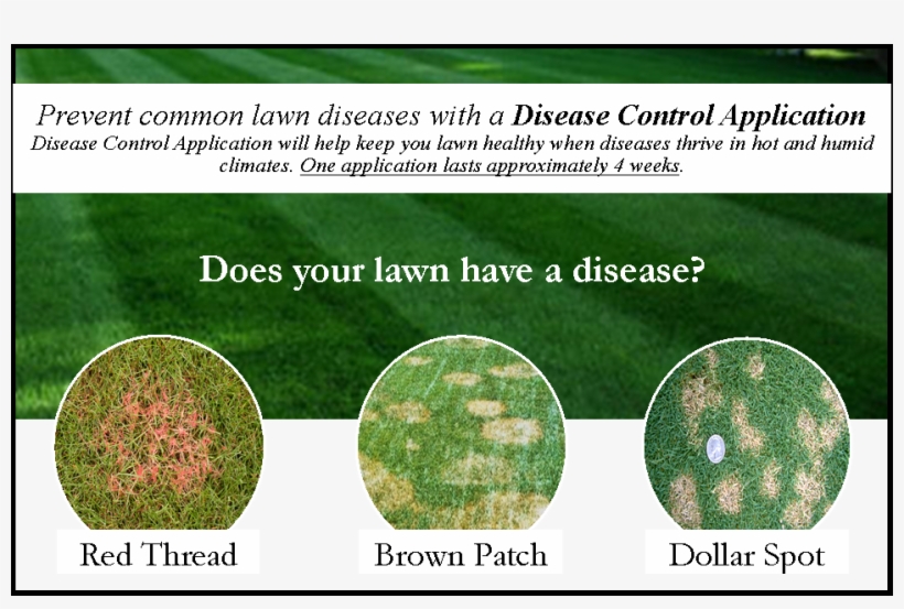 Grass, transparent png download