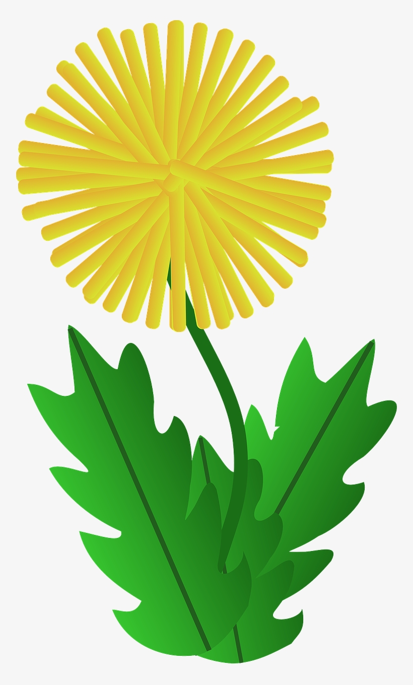 I Actually Saw My First Dandelion Pop Up As Early As - Dandelion Clipart, transparent png download