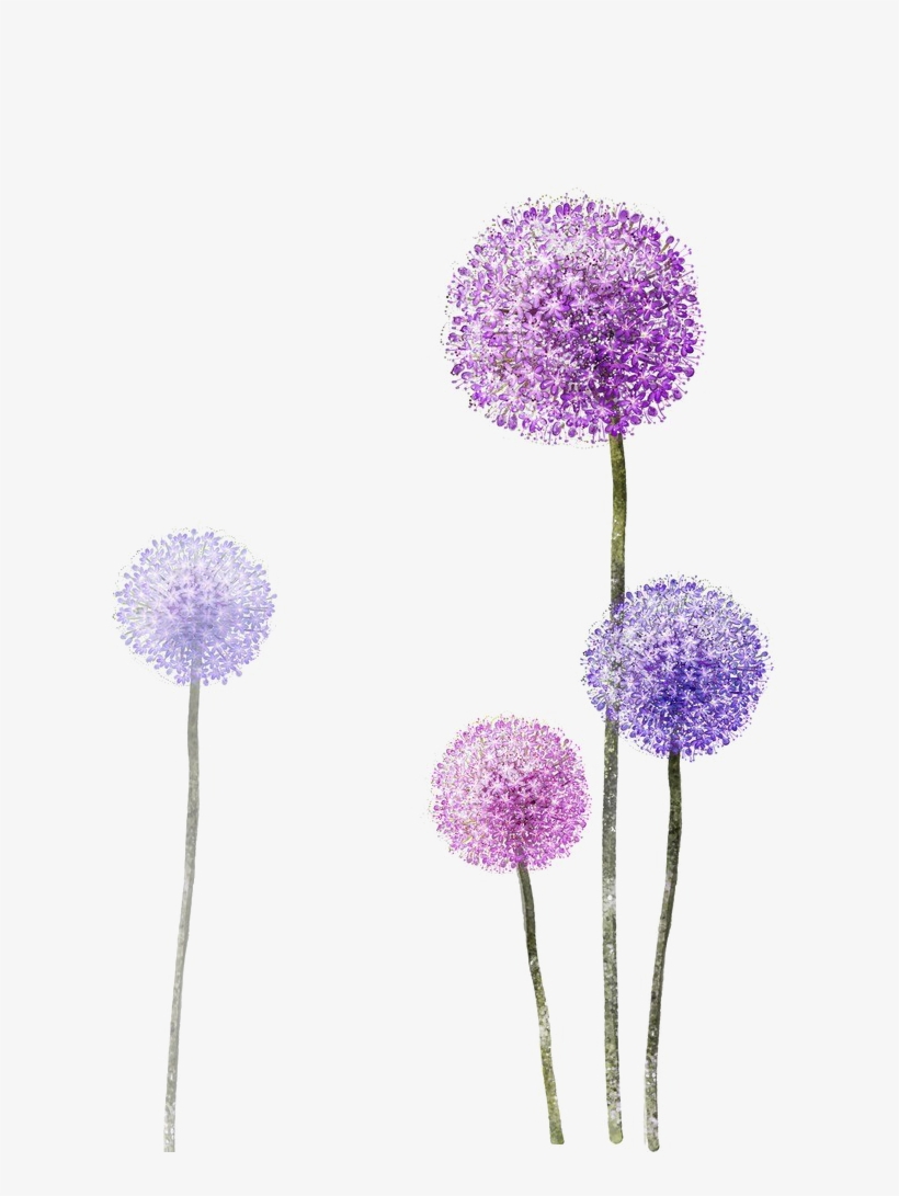 Colored Dandelion Png Photos - Allium Tattoo, transparent png download