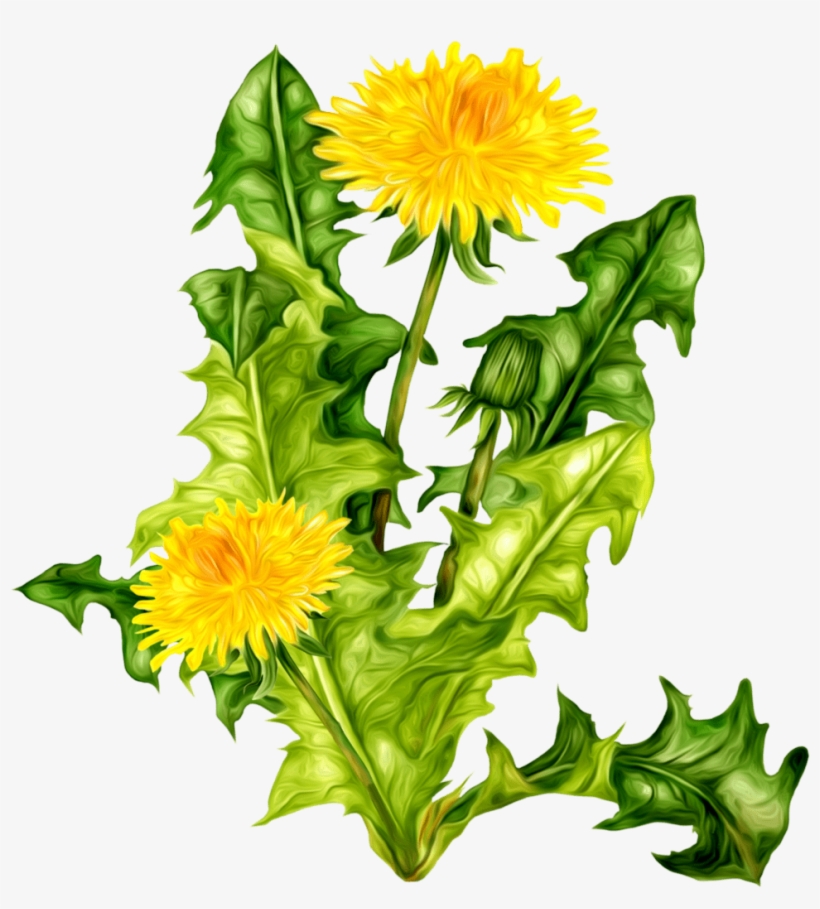 Free Png Images - Картинки Одуванчик Png, transparent png download