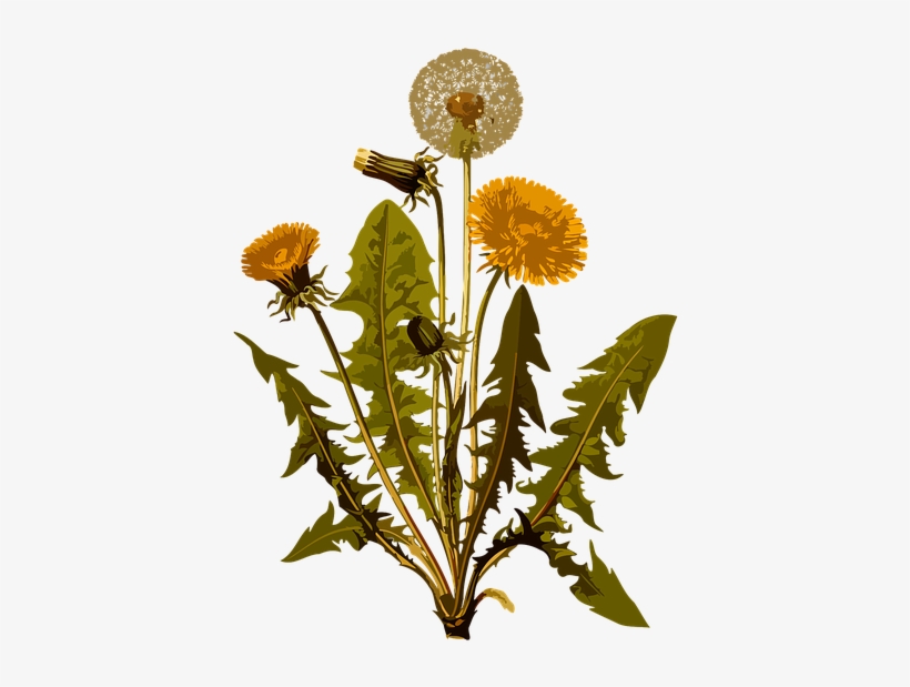 Dandelion-1299794 640 - Teeth Of The Lion By Anita Sanchez, transparent png download