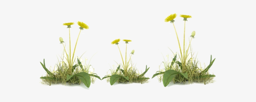 Vegetation Control - Dandelion With Grass Transparent Png, transparent png download