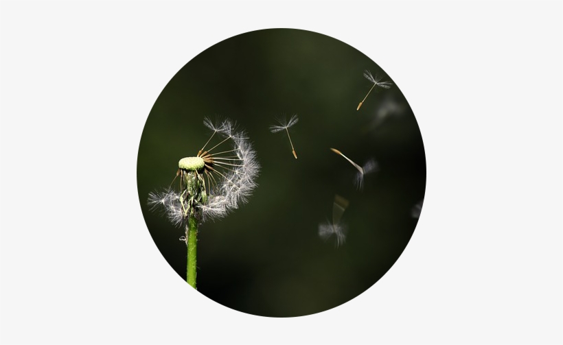 Danilion Blowing In The Wind - Unsuspect, transparent png download