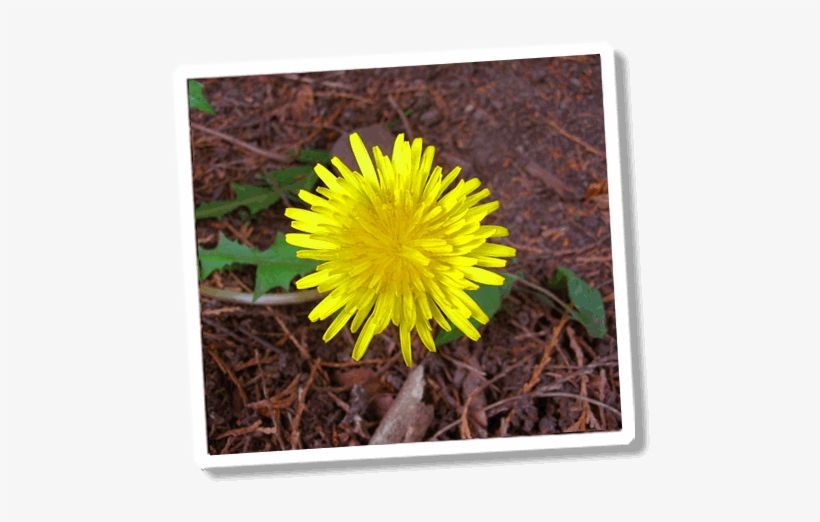 Dandelion Photo - Funny Sunshine, transparent png download