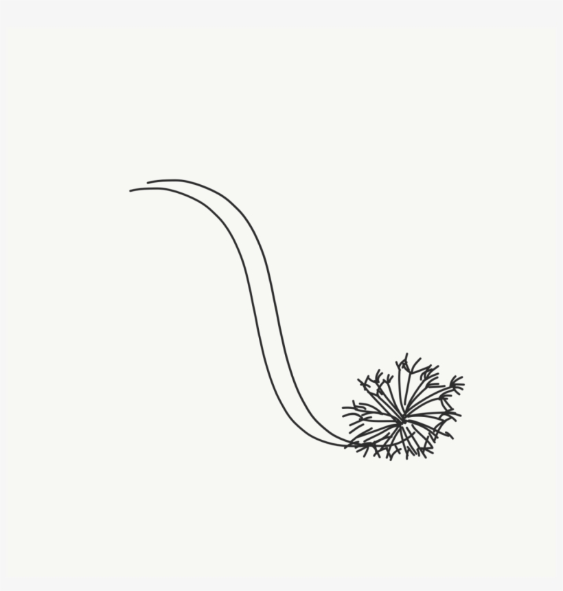The Hair Will Be Long And Flowy That Is In A Loose - Agapanthus, transparent png download