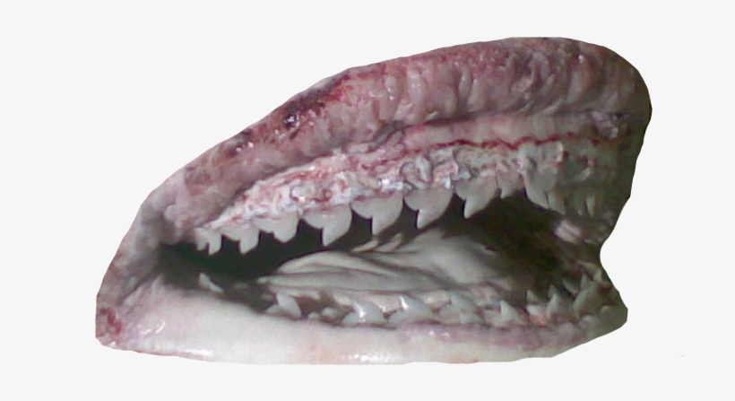 More Shark Mouth Rips - Fish, transparent png download