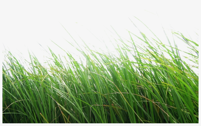 Made With Stainless Steel Nuts And Bolts, A Heavy Gauge - Png Grass, transparent png download