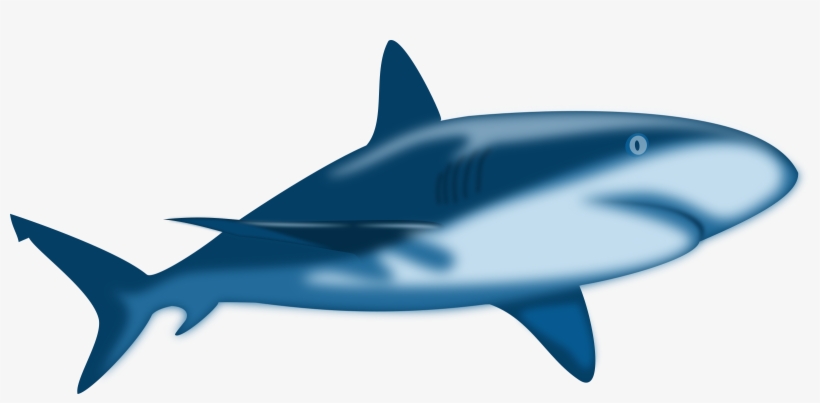 Water Shark, Blue, Danger, Jaws, Ocean, Sea, Water - Reef Shark No Background, transparent png download