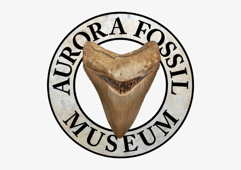 Aurora Fossil Museum, transparent png download