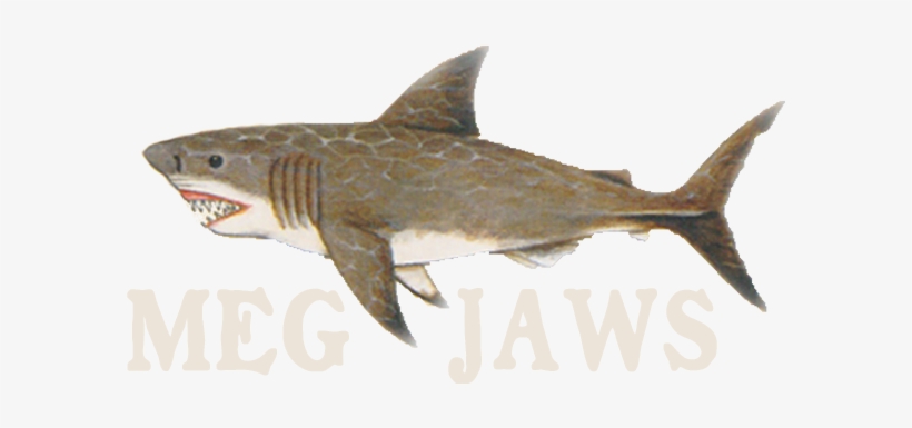 Megjaws Megjaws - Jaw, transparent png download