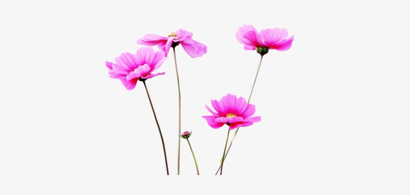 Visit - One A Day Multivitamin/multimineral, Women's Formula,, transparent png download