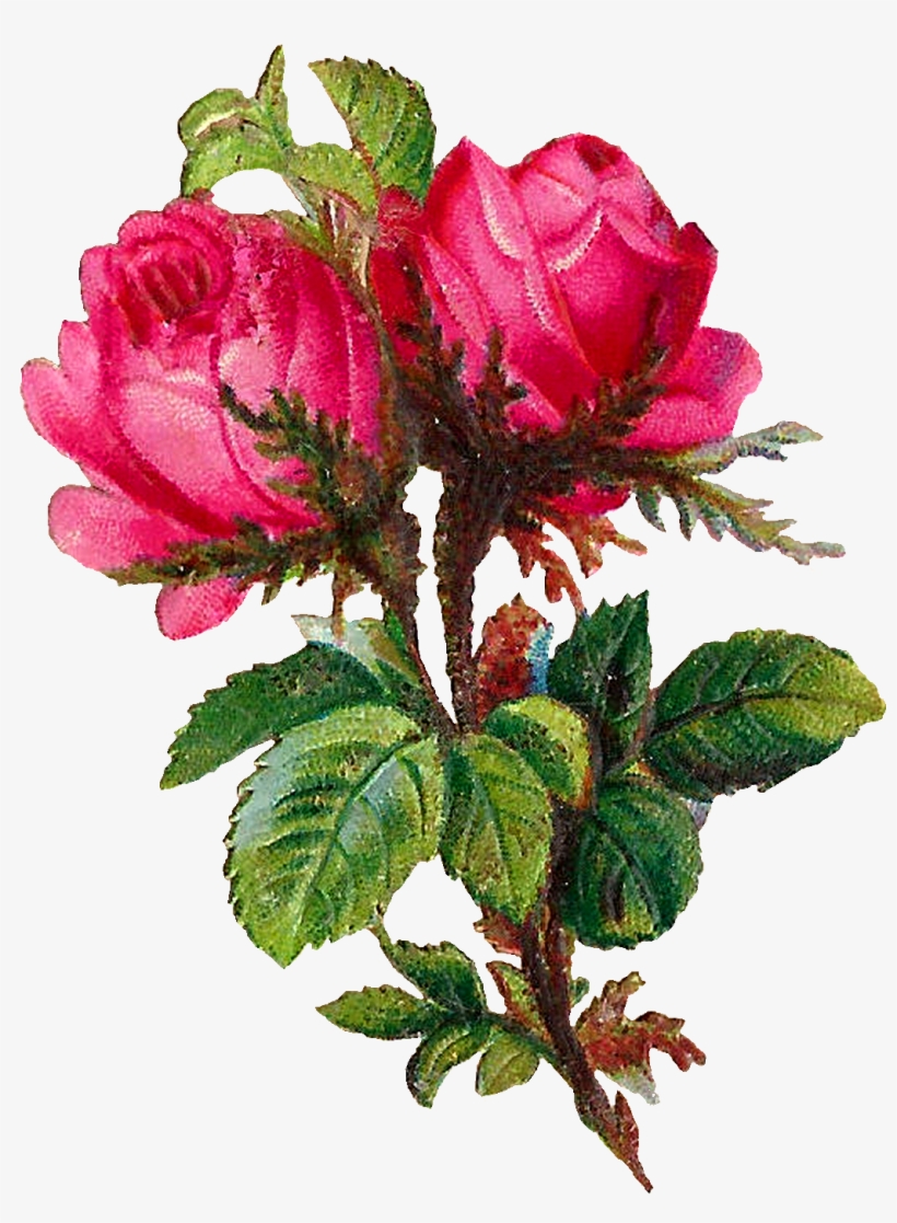 Pink Rose Clipart Scrapbook - Rose, transparent png download