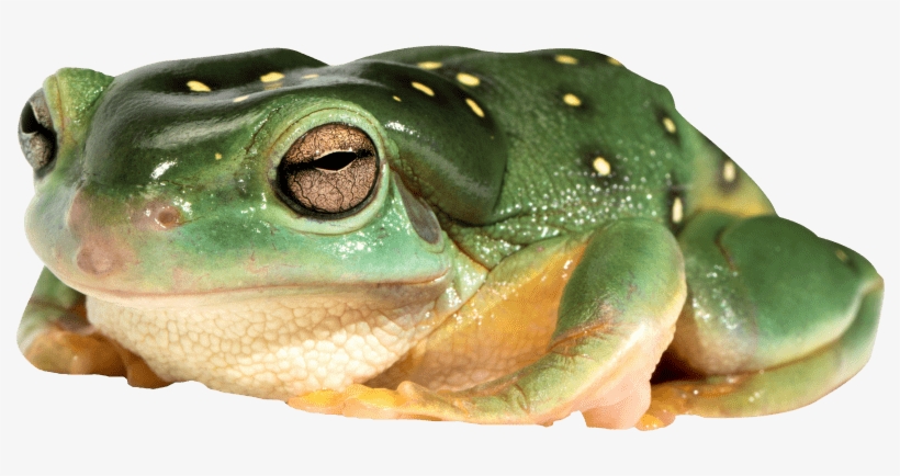 Free Png Frog Png Images Transparent - Frog Png, transparent png download