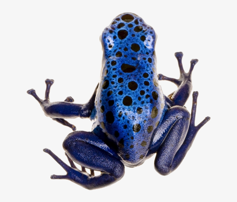 Poison Dart Frog Png Photo - Different Types Of Frogs, transparent png download