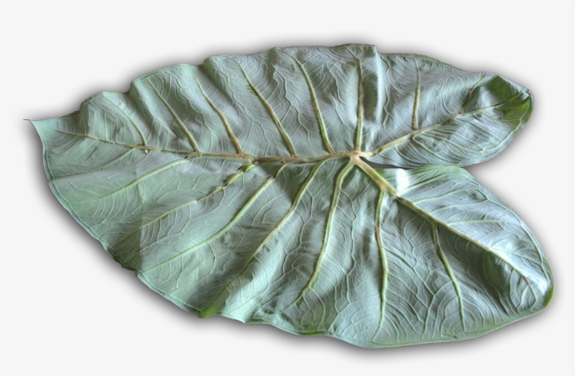 White Skin From The Jackfruit Seeds - Ceramic, transparent png download