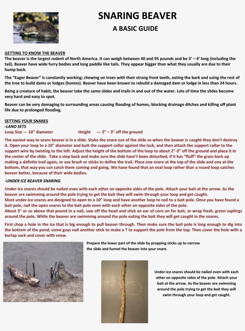 Images/snaringbeaver - Document, transparent png download