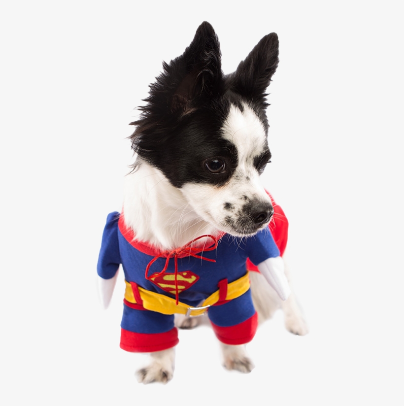 Superman Dog Costume Dog Costumes Clothes Pet Threads - Dog, transparent png download