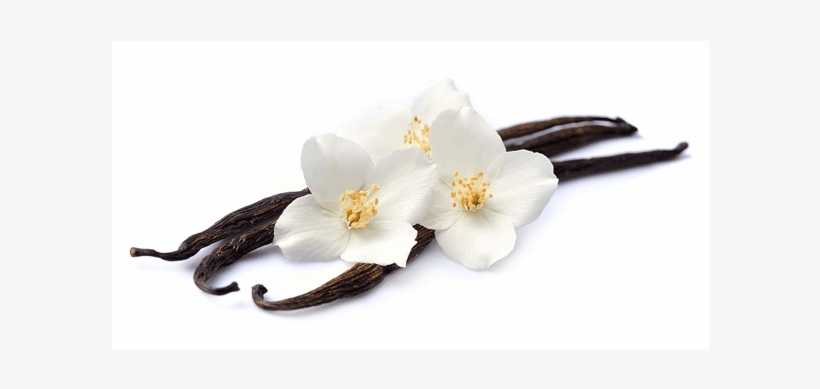 Vanilla, transparent png download