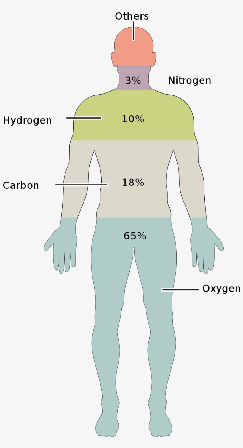 Human Body, transparent png download