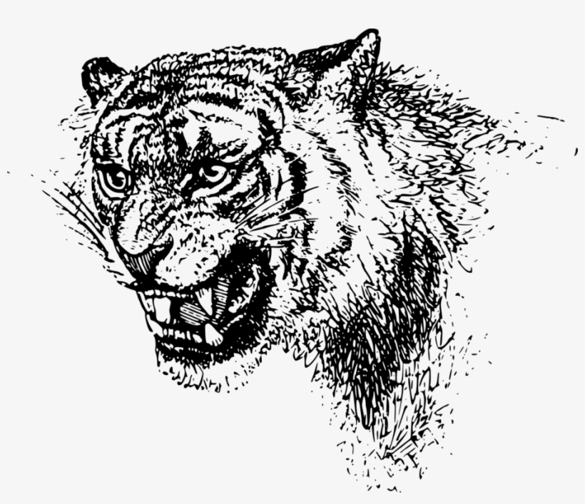 Lion Tiger Felidae Cat Roar - Black And White Tiger, transparent png download