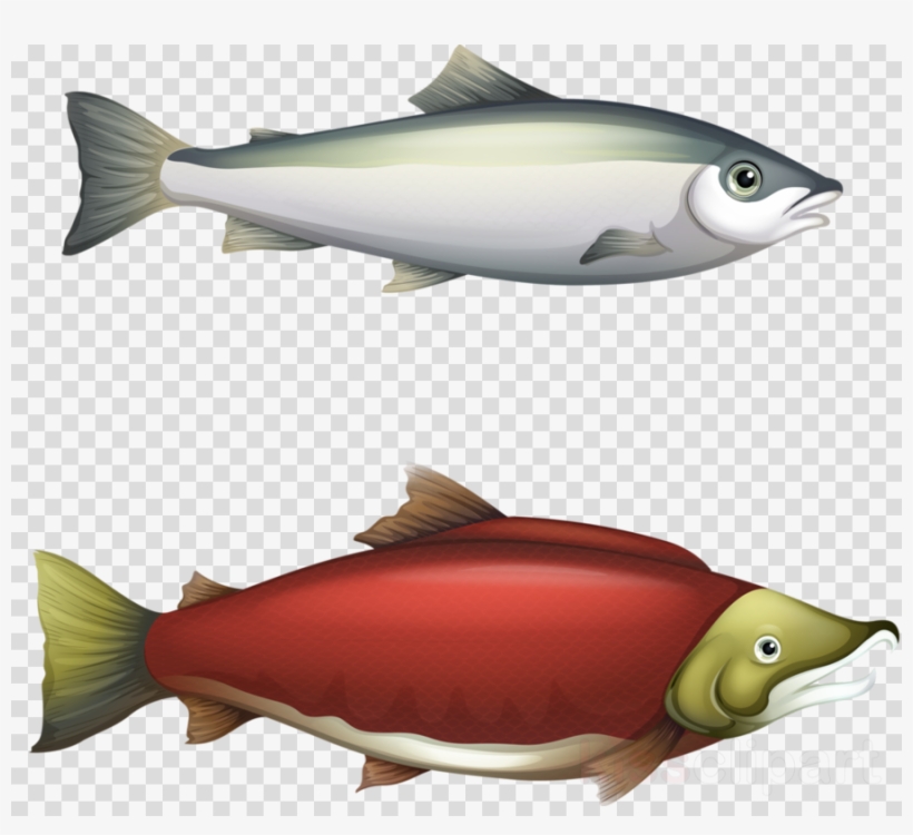 Cycle Of Salmon Clipart Chinook Salmon - Barbel Fish Life Cycle, transparent png download