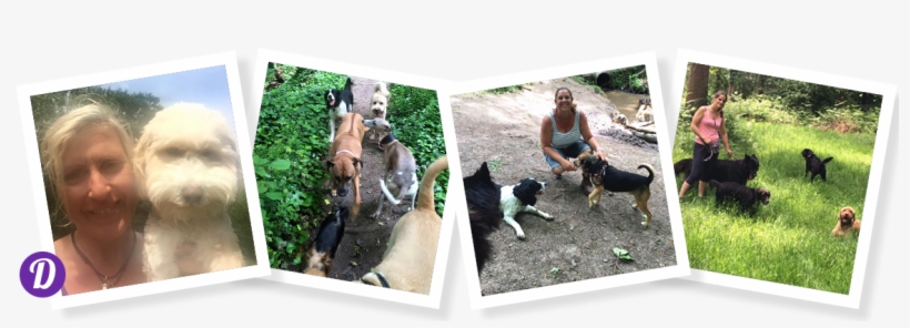 The 'dee' Team Are Fully Experienced In All Aspects - Basenji, transparent png download