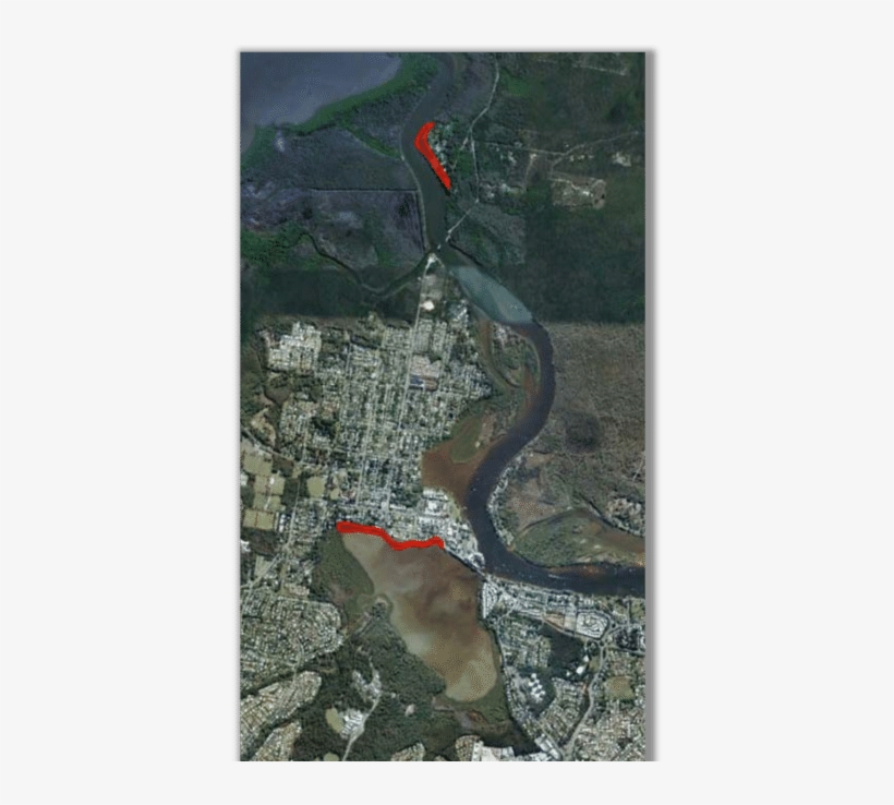 Dead Shoreline Trees And Mangroves In Lake Doonella - Lake Doonella, transparent png download