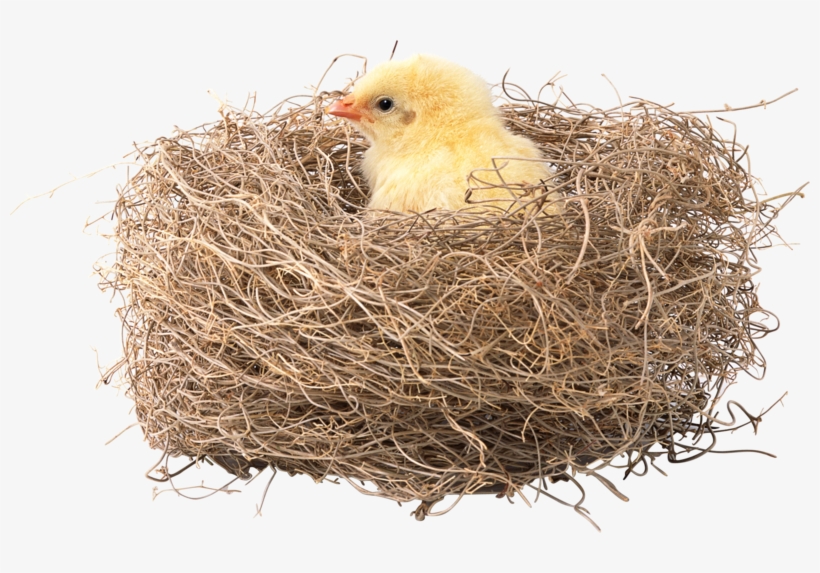 Nest Png, Download Png Image With Transparent Background, - Гарного Дня, transparent png download
