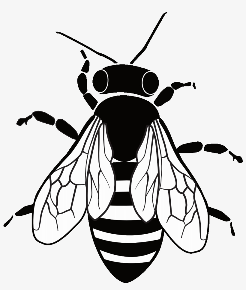 Our Products - Honeybee, transparent png download