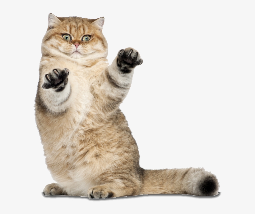Golden Shaded British Shorthair, transparent png download