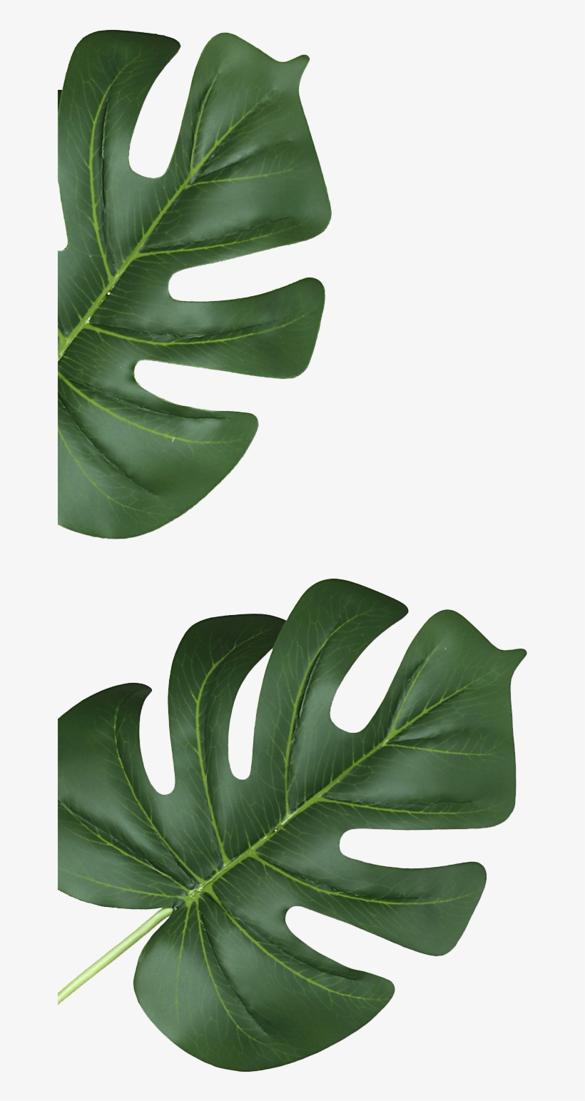 Palms Transparent - Portable Network Graphics, transparent png download