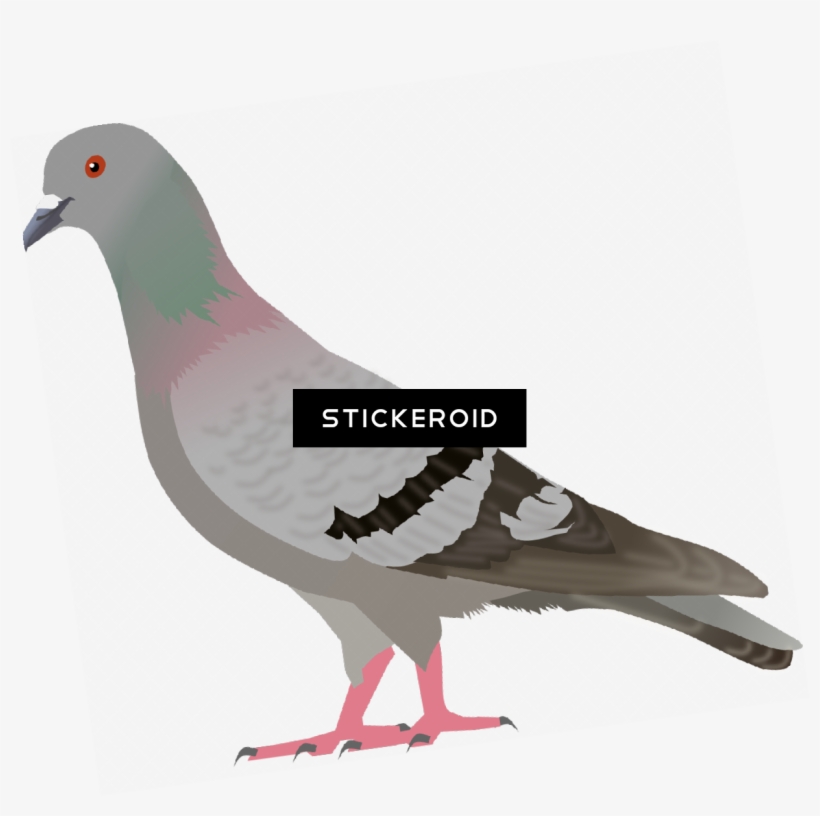 Pigeon - Clip Art, transparent png download
